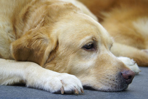 Important Canine Influenza Update