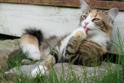 image for What’s the deal with hairballs?